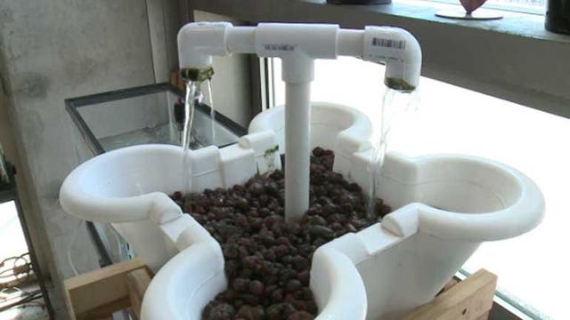 "A self sustaining cycle:" MPS students use aquaponics to produce fish, plants