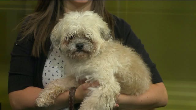 Green Bay Packers or Atlanta Falcons: Who will Austin the pup pick?