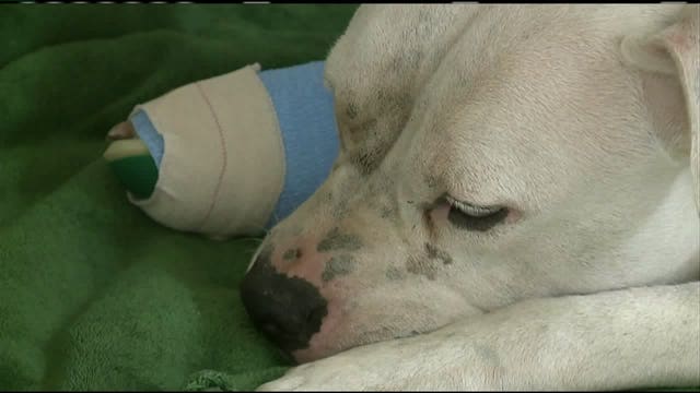 Man fires gun after spotting possible 'Milwaukee Lion,' and his bullet hit a dog