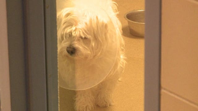 'They need your help:' COVID-19 limits staff, volunteers at Wisconsin Humane Society