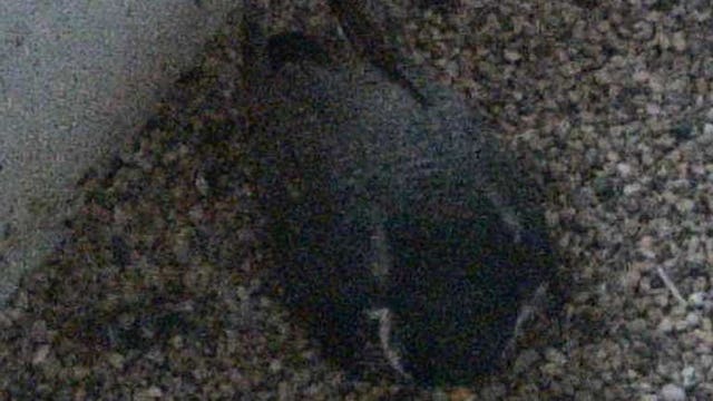 Watch: We Energies peregrine falcon camera goes live on Monday, May 1st