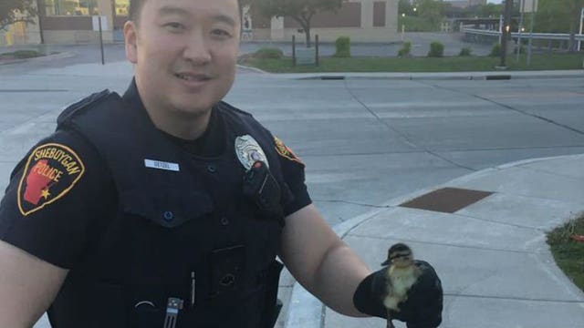Sheboygan police officer rescues ducklings from storm drain