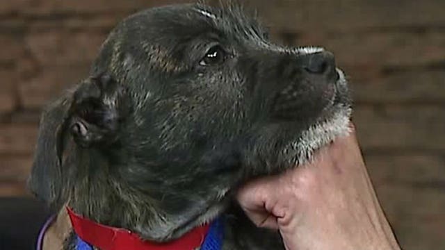 Pup's Picks: Packers need a win vs. the Arizona Cardinals in the desert this Sunday! Will they get it?