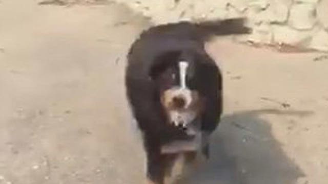 Family dog found alive and well at home destroyed by California wildfire