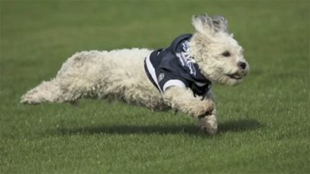 Bark at the Park: Bring your dog to the Brewers game Tuesday, June 6