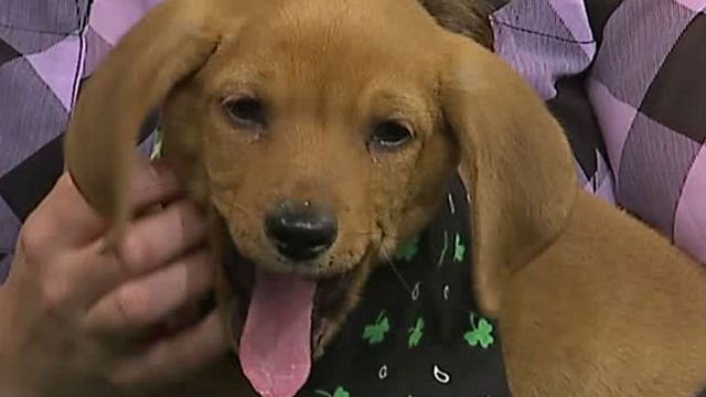 Pup's Picks: Packers to once again face the Arizona Cardinals in the desert; who will "Jordy" pick?