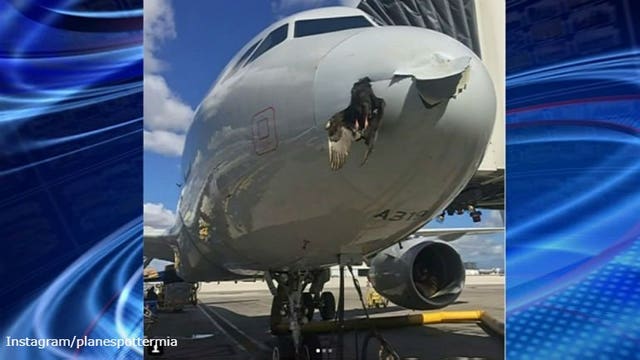 Pictures show dead animal stuck to fuselage of plane after bird strike; aircraft landed safely