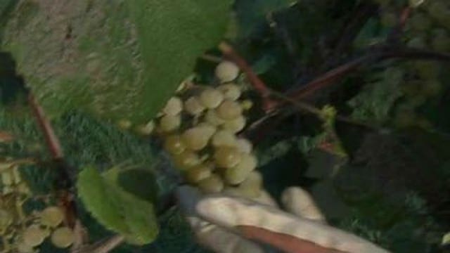 Gardening tips on grapes, leeks & ornamental kale