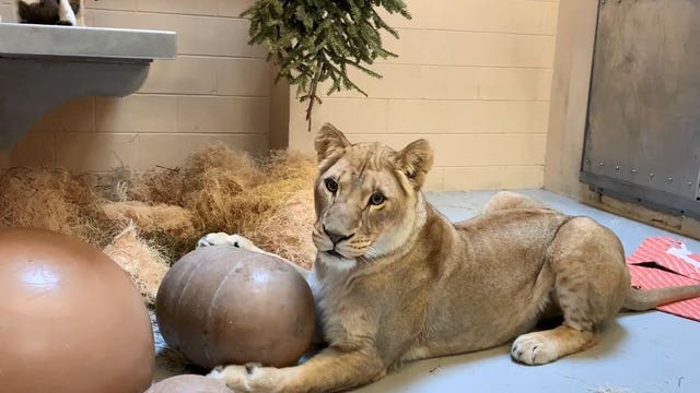 Milwaukee County Zoo welcomes 3 new lionesses, amid closure