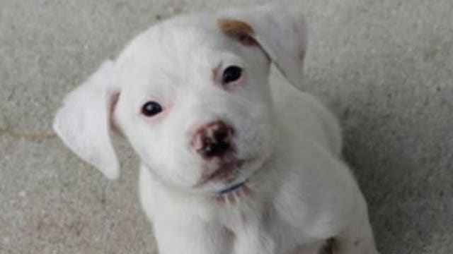 Help bring 'Pip' home! Wisconsin Humane Society dog stolen from foster home