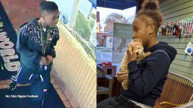 Police investigate attempted puppy theft at Tiny Tykes: 'These jerks went to all 3 pet stores'