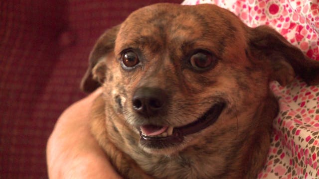 "She's my everything:" Woman thanks MPD officer who went above and beyond in caring for her dog