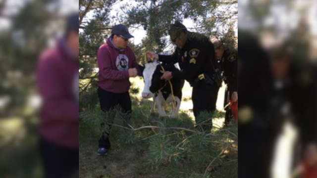 Dairy danger! Racine County sheriff's deputies, others corral loose cow on highway