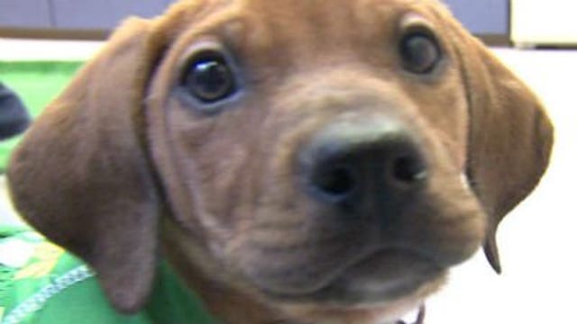 Packers vs. 49ers; Humane Society PUPPIES pick the winner!