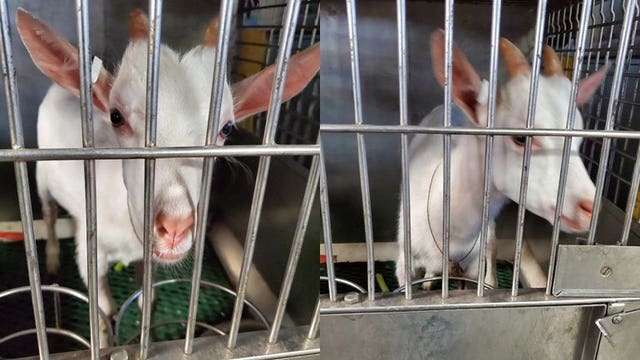 Milwaukee police apprehend 1 'bahhhhh-d' suspect after a brief hoof pursuit