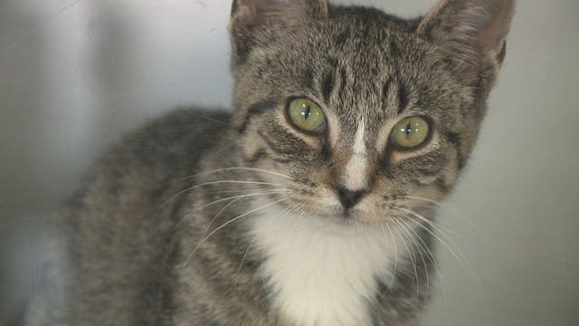 MADACC cat, kitten adoption event; fees waived, reduced