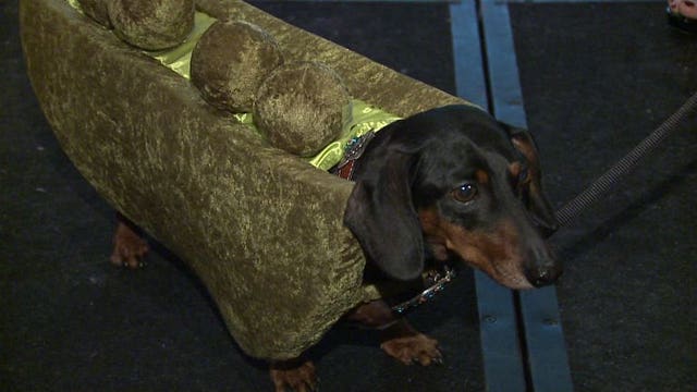 Pups strut their stuff at Fashionistas for Fur-Babies in Waukesha