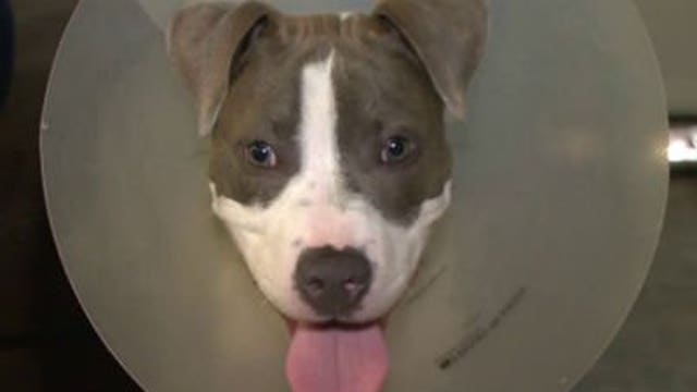 Shot in broad daylight: Four-month-old puppy takes a bullet & it could've been worse