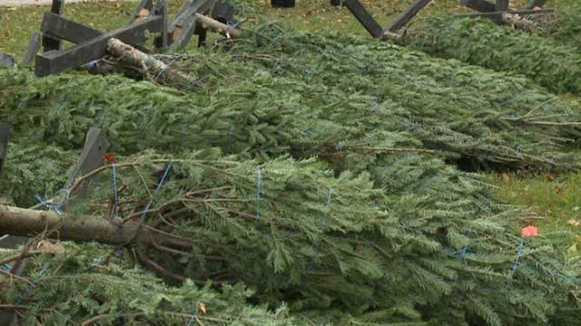 "A family tradition:" On Halloween, 175 Christmas evergreens delivered at Cathedral Square Park!