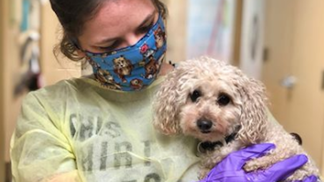 Che-Che the dog seeks new 'furever' home after losing both owners to COVID-19