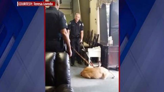 Oh deer! Young male deer runs loose, causes havoc in California furniture store