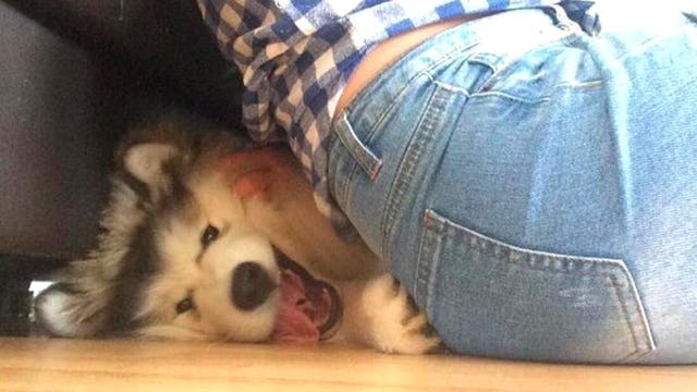 Bored college student's idea spawns wildly popular ‘WeRateDogs’ Twitter account