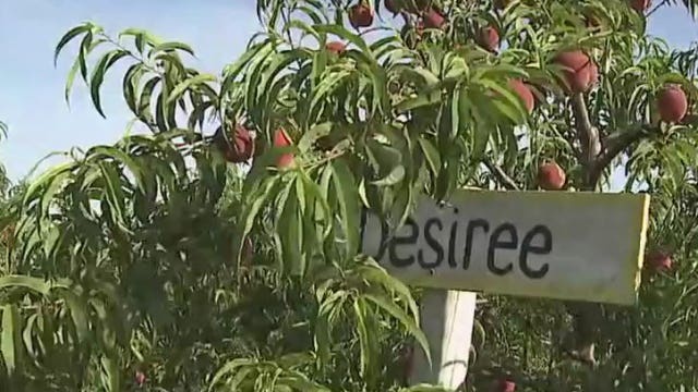 Apple Holler provides perfect plans with peach picking