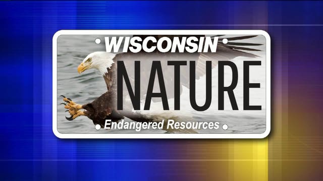 DNR officials unveil new bald eagle endangered species license plate