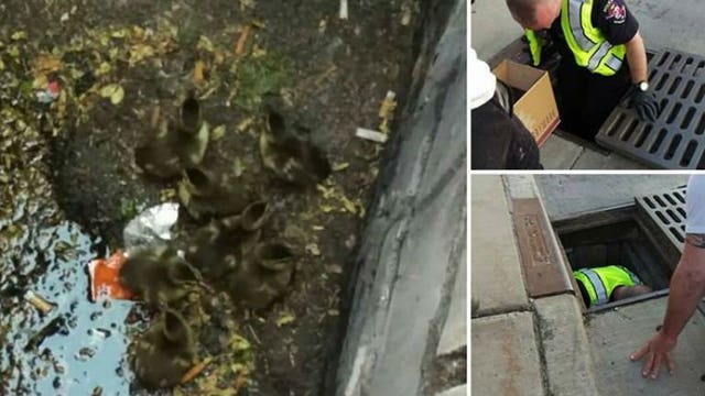 Cute! Wauwatosa police officer pulls seven ducklings from storm sewer