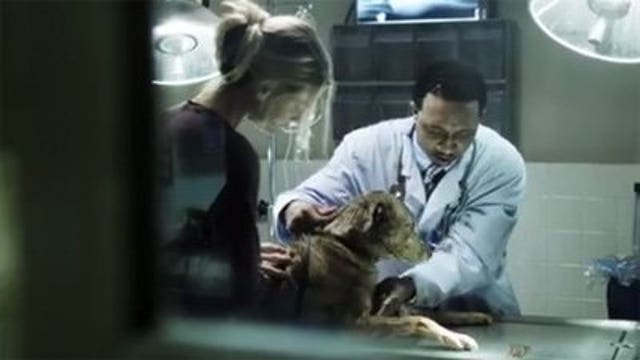 See pet abuse? Chances are someone else in family is suffering too