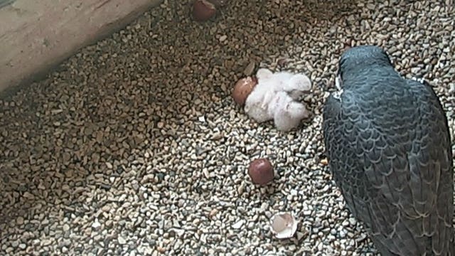 Web cam: Peregrine falcon hatches at We Energies power plant