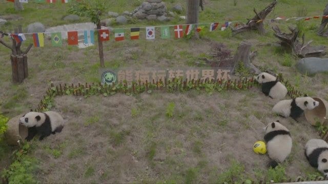 Watch: Pandas take part in World Cup fever in China
