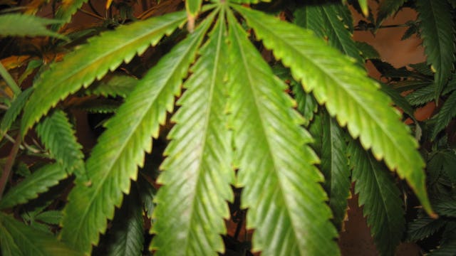 Higher percentage of California pot passing safety tests