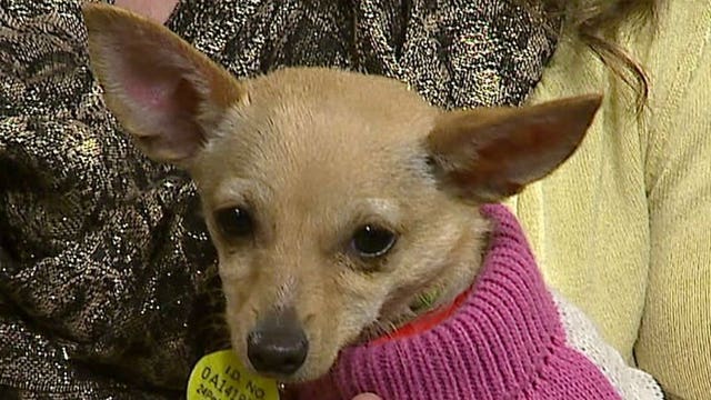 Pup's Picks: Packers, Falcons and Monday Night Football! Who will "Baby" pick?!