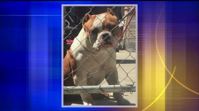 Great news! Tundra is back with its owner, but dog-napper still on the run