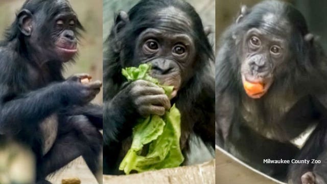 "Team effort:" CHW, MCW officials save life of 3-year-old Milwaukee Co. Zoo bonobo
