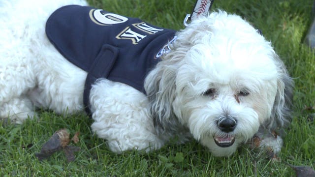 Back by "pup-ular" demand! Brewers Hank to make appearance at Miller Park during game Tuesday!