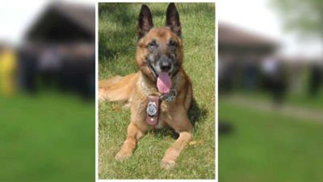 Sidelined by serious illness: Racine K-9 "Marco" is now on the mend