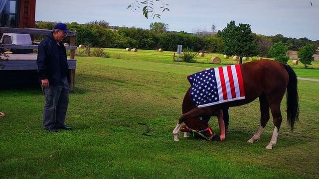 14-year-old girl teaches horse the perfect trick for Veterans Day