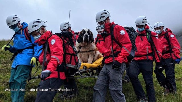 'Massive' St. Bernard rescued from England's highest mountain