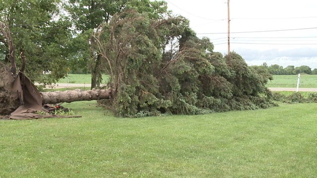 'Ripped out of the ground:' Severe storms took down trees, knocked out power in Kenosha