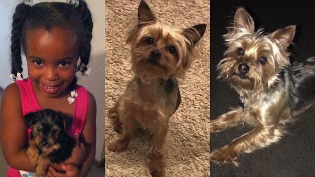 'I love him a lot:' Milwaukee family's dog stolen 2 days after they moved into their new home