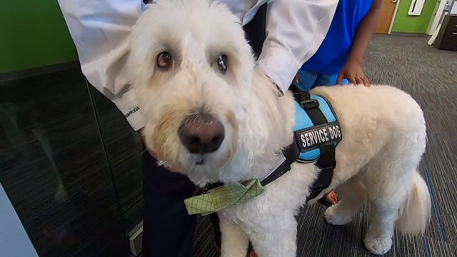 'Chief Comfort Officer:' Work of trained golden doodle in high demand amid pandemic