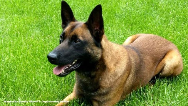 Waukesha County Sheriff's Department welcomes newest K-9, Titus