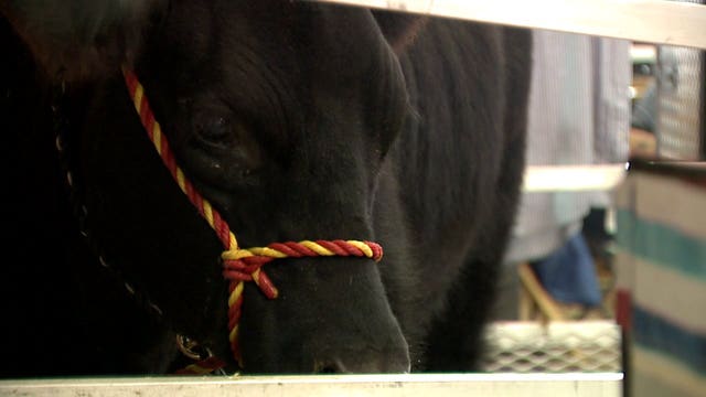 'I loved it:' Vincent High School students showcase runaway cow at Wisconsin State Fair
