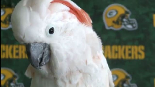 "GO Pack GO:" A fan for 12 years, Barnie the cockatoo thinks the Packers are going all the way!