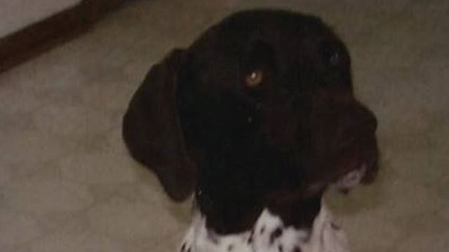 Happy update: Kiwi the dog, who went missing during crash, reunited with family