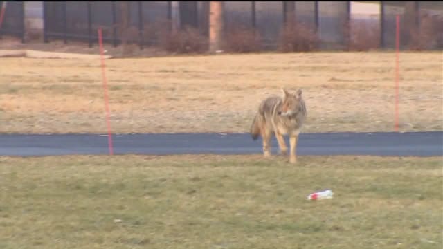 Public meeting Tuesday in Wauwatosa, where DNR will talk about how to deal with coyotes