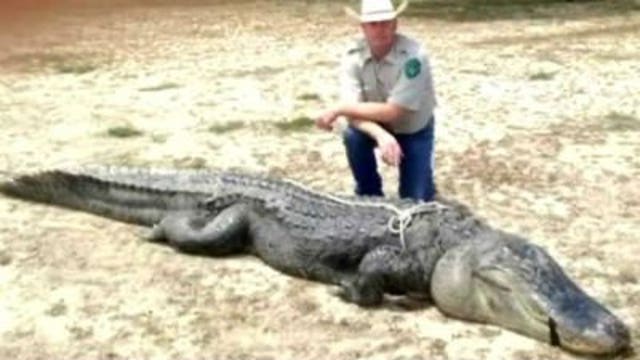 Texas teenager bags record-sized alligator
