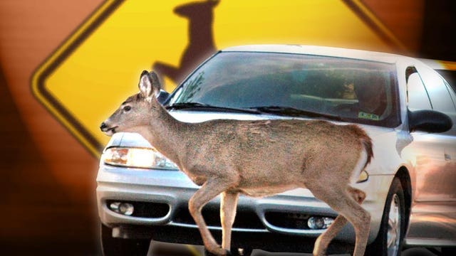 DOT: As deer activity increases, drivers need to slow down, be alert